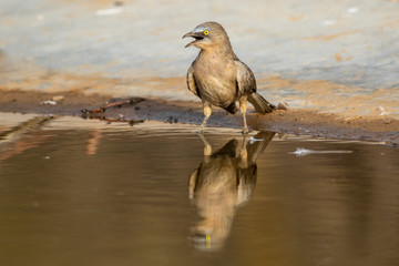 Jungle babbler Or Turdoides striata or Large Grey Babbler also called as Seven Sisters Bird with reflection in water at Waterhole at Jhalana Foreset or Leopard Reserve at Jaipur, Rajasthan, India