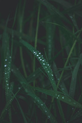  blemishes of the grass on a green background with silver drops of rain in close-up outdoors