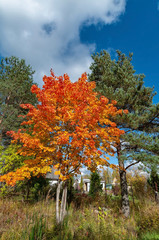 Bright red-yellow maples on a village road on a sunny autumn day