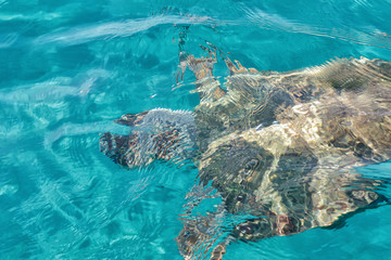 Fototapeta na wymiar Shadow of Caretta Caretta turtle under the sea surface, near Laganas beach, Zante, Greece. Texture formed by ripples, light and colours.