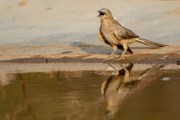 Jungle babbler Or Turdoides striata or Large Grey Babbler also called as Seven Sisters Bird with reflection in water at Waterhole at Jhalana Foreset or Leopard Reserve at Jaipur, Rajasthan, India