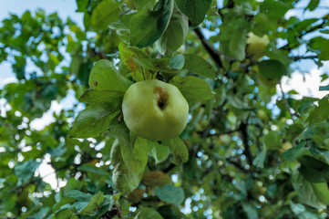 Ripe green apples hang on branches on an autumn clear day