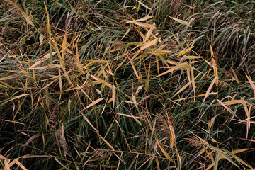 background of grass