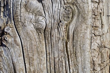 Fototapeta premium Wooden texture of a very old tree root
