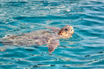 Caretta Caretta Turtle from Zakynthos, Greece, near  Laganas beach, emerges to take a breath