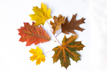 autumn leaves isolated on white background