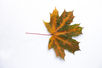 autumn leaves isolated on white background