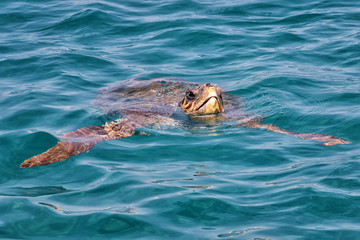 Caretta Caretta Turtle from Zakynthos, Greece, near  Laganas beach, emerges to take a breath