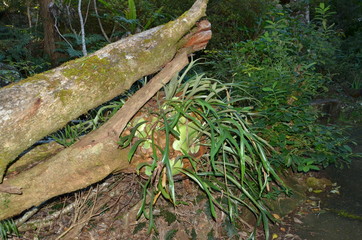 An old tree in a rain forest. Australia