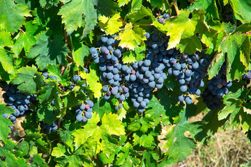 red wine grapes on the vine - obrazy, fototapety, plakaty