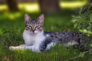 Domestic cat, looking straight at camera, llying down on the grass portrait at garden, iin summer day