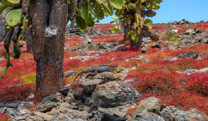Land Iguana over Plaza Sur island landscape at  Galapagos, Ecuador.