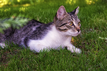 Fototapeta premium Domestic cat, lying down on the grass at garden, on the alert, in summer day