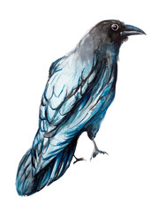 Black, crow, bird, water color, art