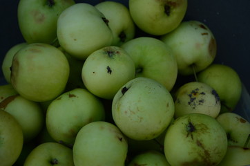 many picked white apples in a basket