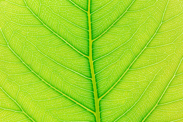 Natural green leaf background for Christmas xmas, Happy new year 2020, festive, event, happy birthday, celebration, congratulations design.