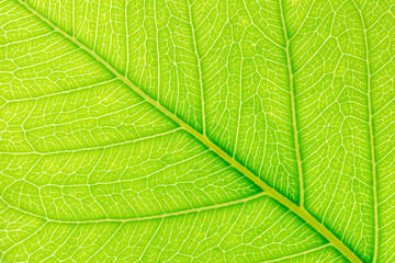 Natural green leaf background for Christmas xmas, Happy new year 2020, festive, event, happy birthday, celebration, congratulations design.