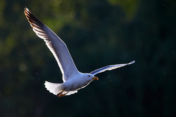 Möwe im Flug im Sonnenuntergang