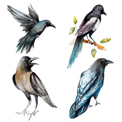 Black, crow, bird, water color, art