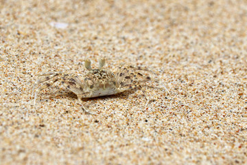 Soldier crab on the sand beach closeup. Wildlife of tropical sea coast