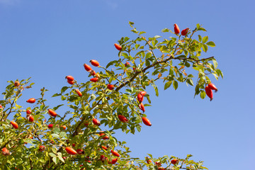 Rose hips and blue sky