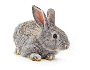 Grey baby rabbit.