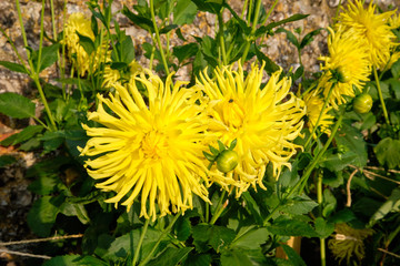 Colourful garden flower Yellow dahlia in bloom