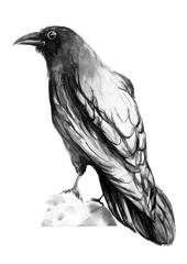 Black, crow, bird, water color, art