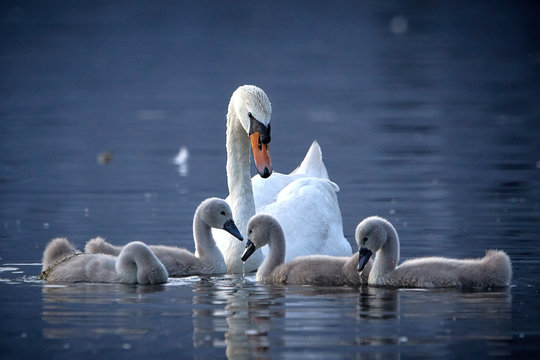 Schwan-Familie mit K&uuml;ken im Wasser im Sonnenuntergang