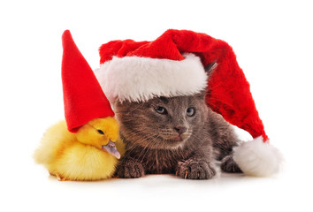 Kitten and duckling in Christmas hats.