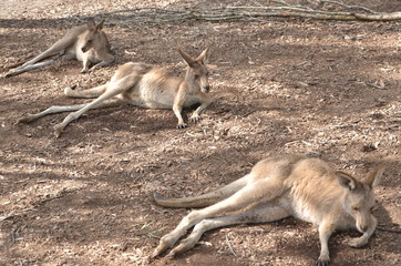 Naklejka na ściany i meble Three Kangaroos on a sand