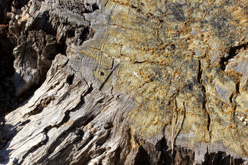 Resin on cut pine tree. Wooden texture background.