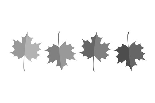 Black Maple Autumn Leaves Vector Illustration