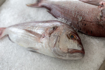 Fresh fish for sale at a fish market