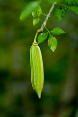 Parmentiera edulis, Candle Tree