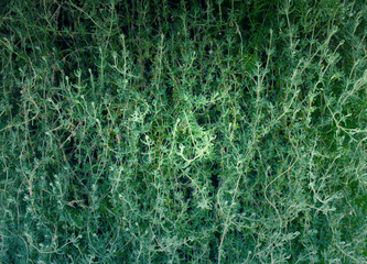 Close-up full frame green grass background bougainvillea leave. non-flower.