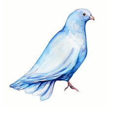 Peace bird, dove, art, water color drawing