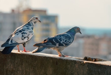.two street pigeons descend on a parapet of a concrete balcony at sunset