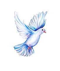 Peace bird, dove, art, water color drawing