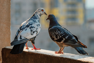.two street pigeons descend on a parapet of a concrete balcony at sunset