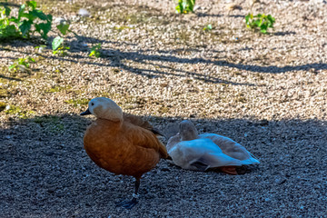 Ruddy shelduck (Tadorna ferruginea) or Brahminy duck in Hel, Pomerania, Poland