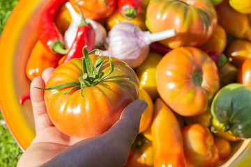fresh vegetables from the garden - tomatoes, garlic and peppers.
