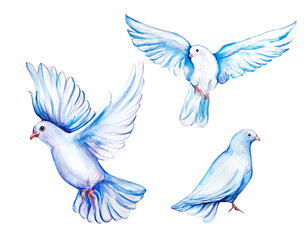 Peace bird, dove, art, water color drawing