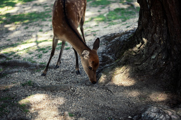 Hirsch Nara Park