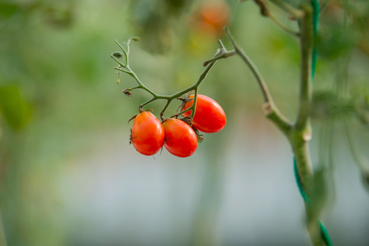 growing cherry tomatoes in a well-equipped hothouse on a small agricultural farm. Concept of a small agribusiness 