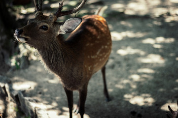 Hirsch Nara Park