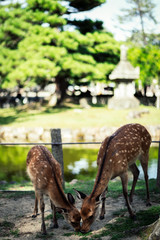 Hirsch Nara Park