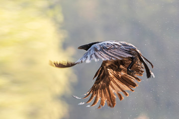 Obraz premium crow unusual opening wings flying against the backdrop of an autumn forest