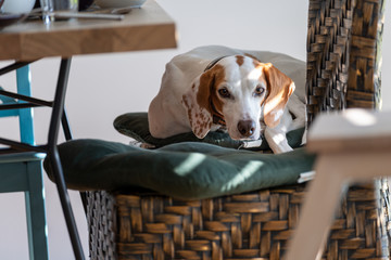 Hundeerziehung-Hund liegt auf Esszimmerstühlen am Esstisch