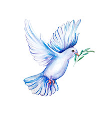 Obraz premium Peace bird, dove, art, water color drawing